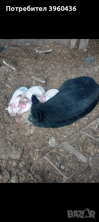 продавам бременна свиня , снимка 1