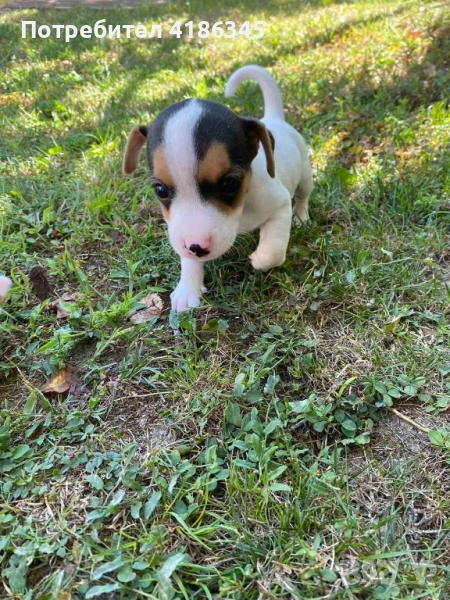 Джак Ръсел кучета, снимка 1