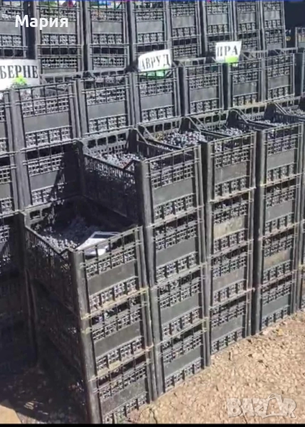 ТОП ЦЕНА! Грозде за вино и ракия, снимка 1