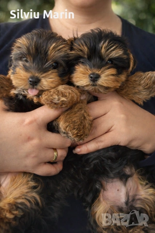 Две момченца 