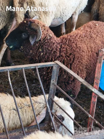 ПРОДАВАМ АГНЕТА 