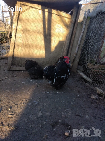 Продавам мини Кохин, снимка 5 - други­ - 51801851