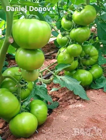 Семена домати от Селски червен и Селски розов гигант, снимка 3 - Сортови семена и луковици - 52325397