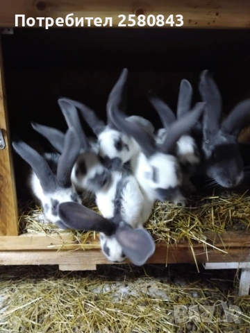 Продавам зайци  Пеперуди, снимка 3 - Други - 53224170