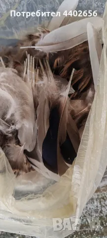 Пера от диви патици за Мухарски риболов , снимка 3 - Стръв и захранки - 49695686