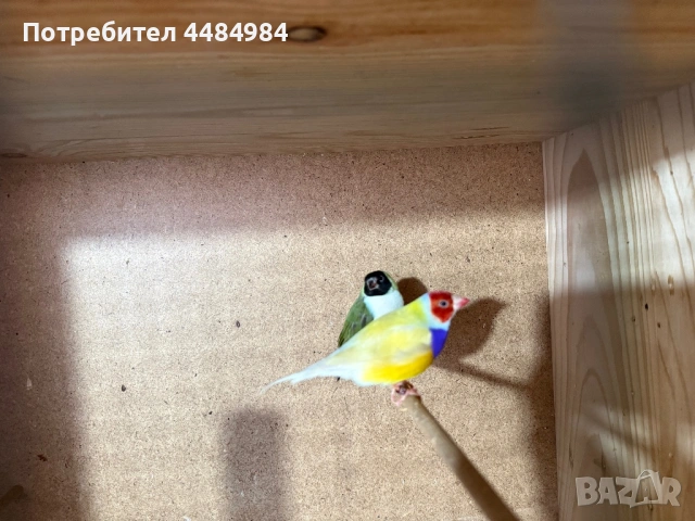 Продавам гулдови амадини , снимка 3 - Амадини - 53062839