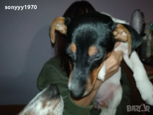 ВНУЧКА НА СНУПИ,ДЪЩЕРЯ НА ДЖАК ОТ ВИДИН 0412251506, снимка 9 - Джак ръсел териер - 52651296