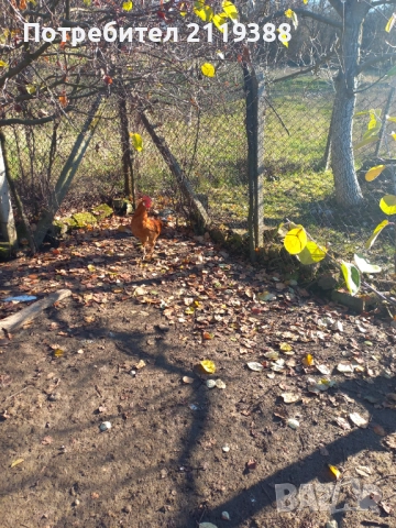 2 бр петлета Италиянка, снимка 2 - Кокошки и пуйки - 52773489