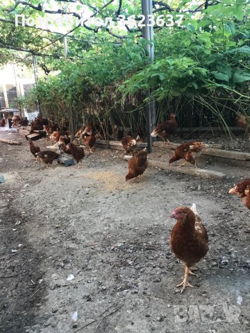 Ярки Ломан Браун , снимка 1 - Кокошки и пуйки - 41759230
