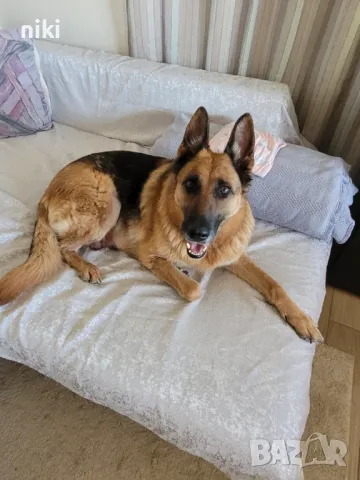 Кучета, снимка 1