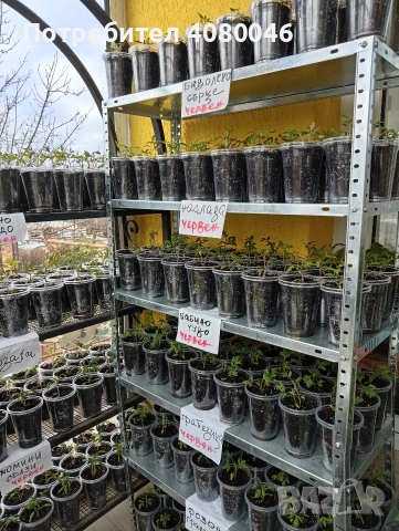 Разсад домати, краставици, тиквички, пипер, люти чушки, броколи, червено цвекло, снимка 2 - Разсади - 53813224