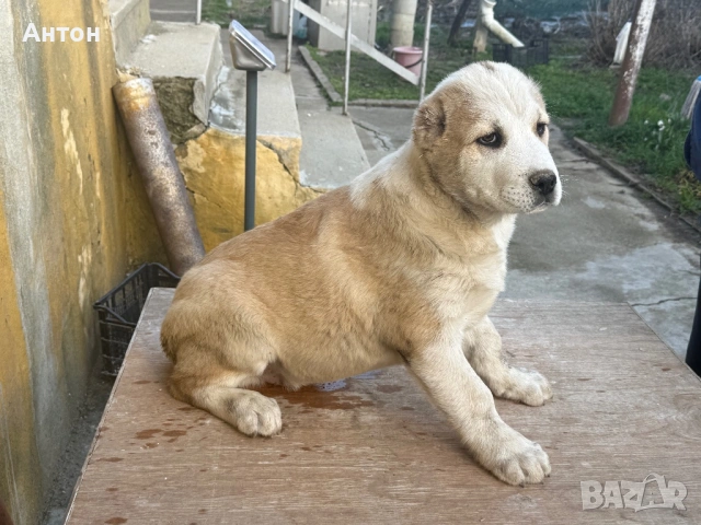 Алабай (Средно Азиатска овчарка), снимка 5 - Алабай - 52940508