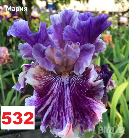 Сортови вискоки ириси /брадати ириси, снимка 13 - Градински цветя и растения - 51459407