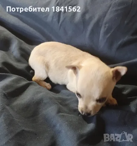 Продава се мъжки пинчер , снимка 5 - Пинчер - 56376533
