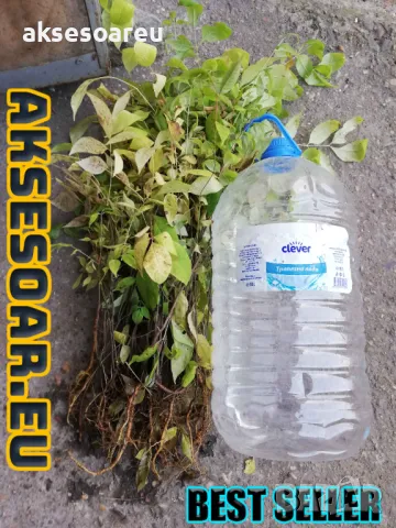 Фиданки от медоносното дърво на пчеларя Еводия Даниели разсад дръвчета за медосбор, снимка 4 - Разсади - 49271875