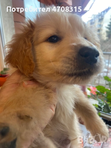 Голдън ретривър момче родословен баща, снимка 4 - Голдън ретривър - 53581830