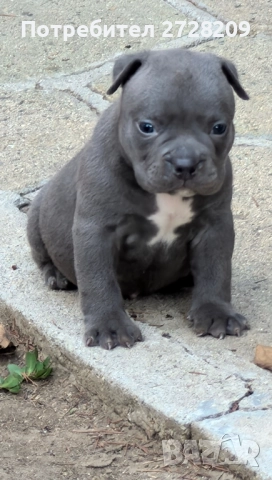 Американско Були Покет/ American Bully Pocket, снимка 16 - Питбул - 51488455