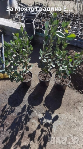 Фейхоа , снимка 7 - Градински цветя и растения - 53623240