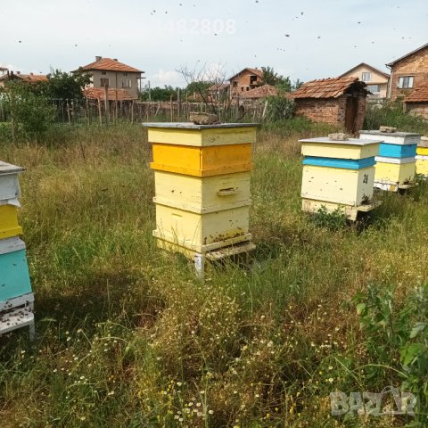 Пчелни семейства( кошери), снимка 3 - За пчели - 40917621
