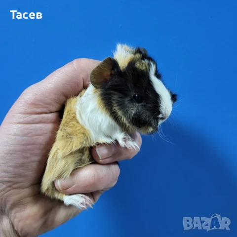 Морски свинчета, снимка 1