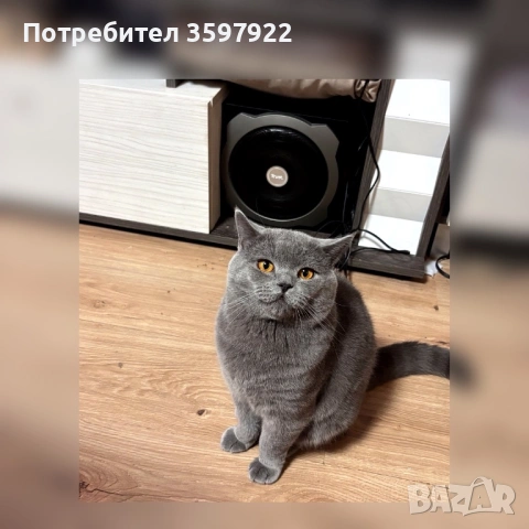 Син британец British Shorthair – 9 месеца, снимка 6 - Британска късокосместа - 53710277