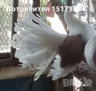 Продавам гълъби, Фенерлии , на капак , с цветни опашки , чисто бели , с гащи , снимка 4 - Гълъби - 34675193