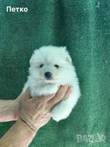Малък шпиц момче 