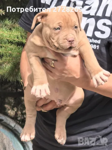 Американско Були Хл/American Bully XL 