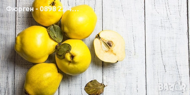 Дюля  - Фиданки, снимка 4 - Разсади - 52743534