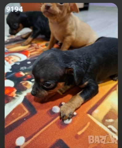 пинчери., снимка 4 - Пинчер - 52724103