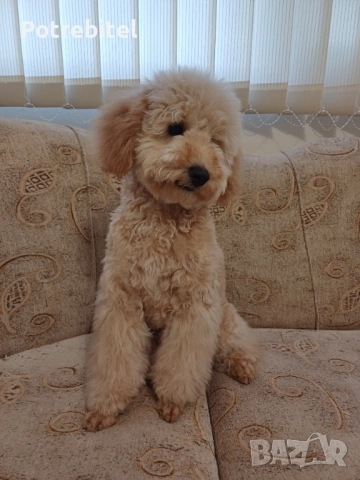 Мини пудел априкот , снимка 5 - Пудели - 53797935