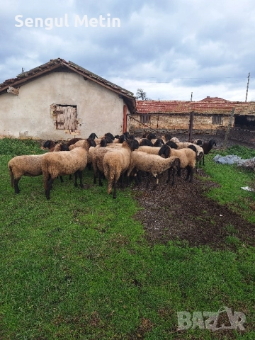 Продавам 30 бр плевенски черноглави овце , снимка 4 - Овце - 52475833