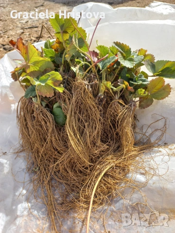 Продавам качествен разсад ягоди , снимка 3 - Градински цветя и растения - 53746597