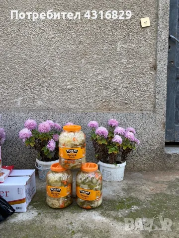 Туршия Зеле