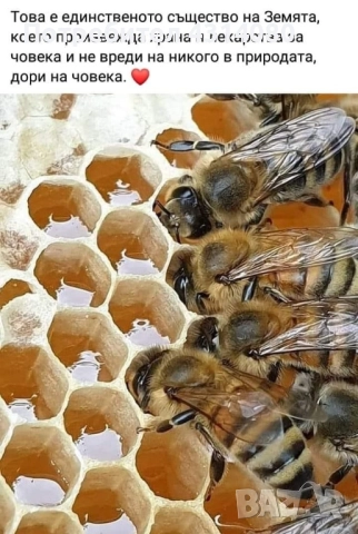 Натурален пчелен мед!!!!, снимка 8 - Пчелни продукти - 51655444