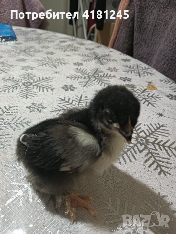 Пилета маран черно сребро