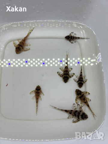 L236 SW, снимка 6 - Рибки - 44599160