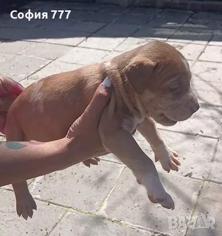 топ малки страхотни бебета от добри родители, снимка 9 - Питбул - 50029436