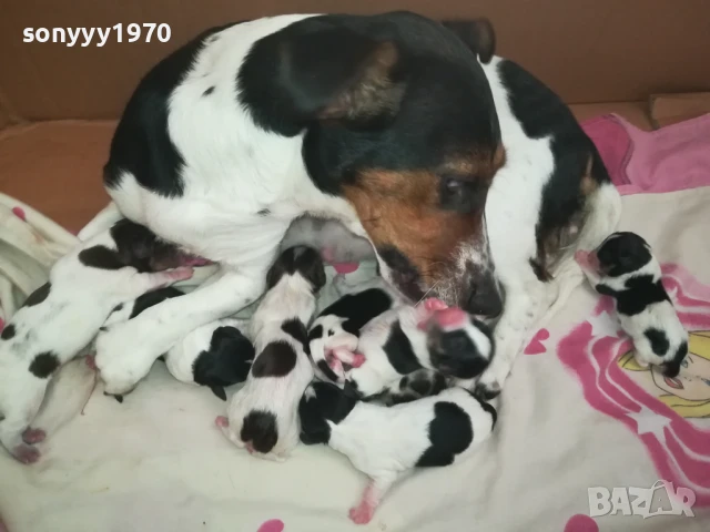 ДЖАК РЪСЕЛ БЕБЕТА 1308251846