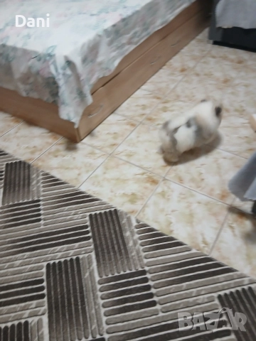 Mini Pomeran , снимка 8 - Померан - 52887662