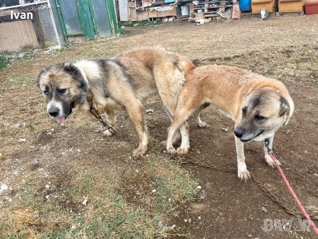 САО Алабай малки, снимка 6 - Алабай - 52842122