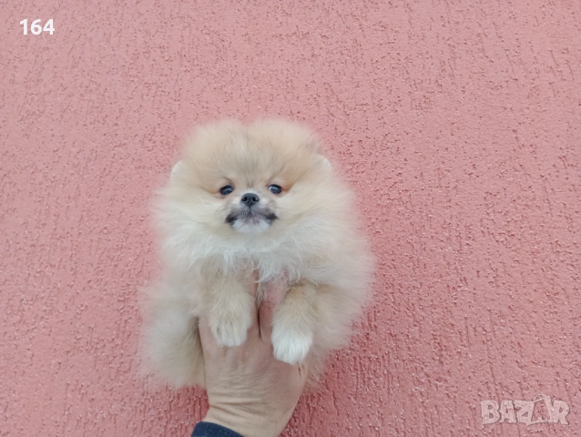 Мъжки Померан на 3 месеца. Реални снимки от 02.02.26 г.