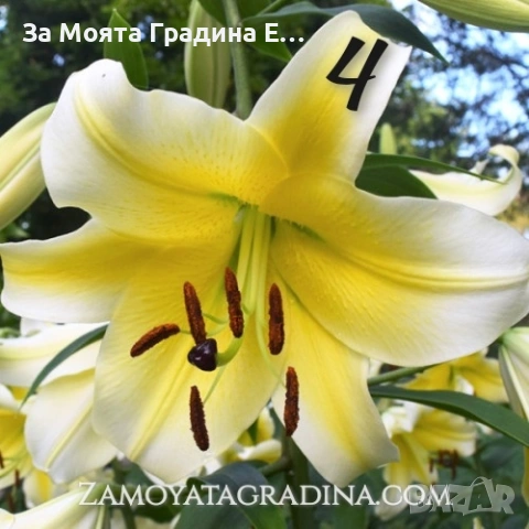 Лилиум 5 цвята, снимка 4 - Градински цветя и растения - 53633053