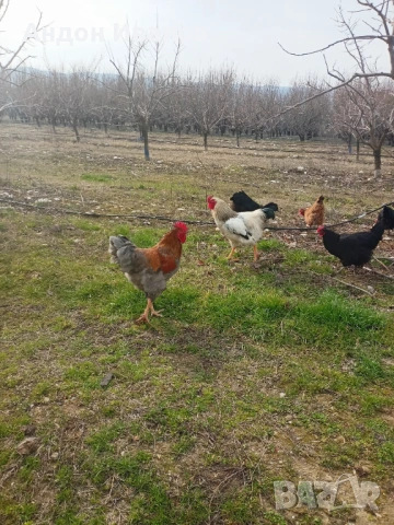 Петел, петли за продан!!!, снимка 2 - Кокошки и пуйки - 53706303