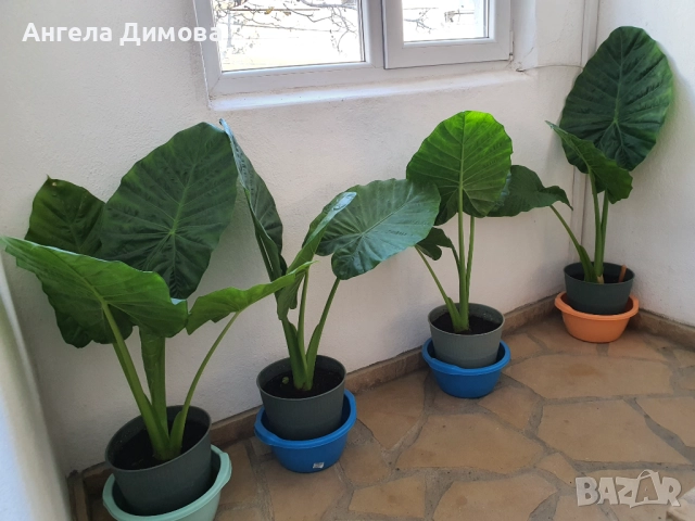 Продавам трилистник-алоказия, снимка 4 - Стайни растения - 52417633