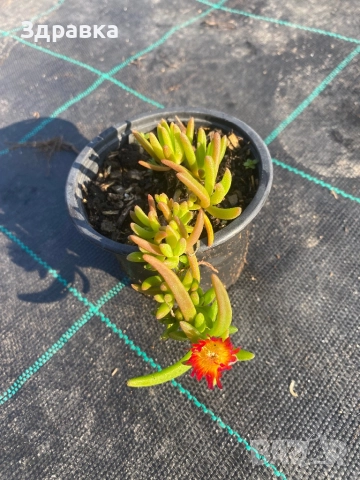 Делосперма 7 цвята , снимка 6 - Градински цветя и растения - 50675838