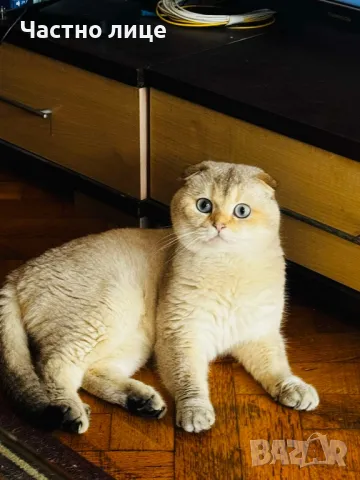 Шотландец за разплод, снимка 5 - Британска късокосместа - 49419867