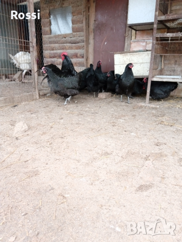  ПИЛЕТА и разплодни яйца от черен АВСТРАЛОРП , снимка 6 - Кокошки и пуйки - 44555227