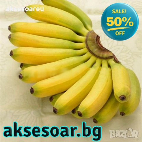 50 бр. Семена от Бонсай бананово дърво екзотични редки плодове палма за декорация на градината, снимка 9 - Сортови семена и луковици - 53258880