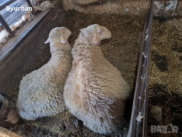 Продавам кочове Асаф, снимка 2 - Други - 39824047